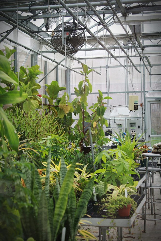 Alocasia zebrina csíkos szárú trópusi növény