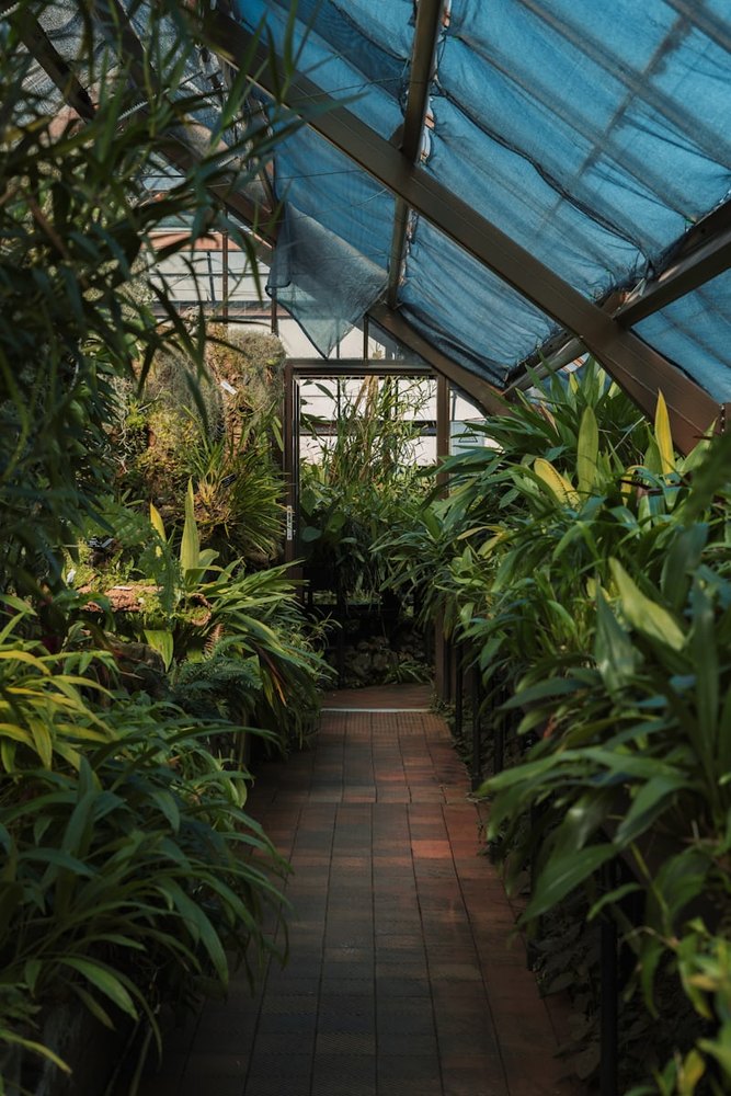 Ficus lyrata hegedűlevelű fikusz