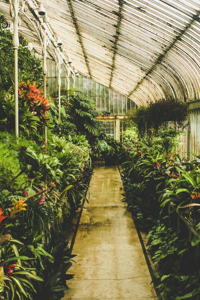 Monstera deliciosa nagy hasított levelekkel