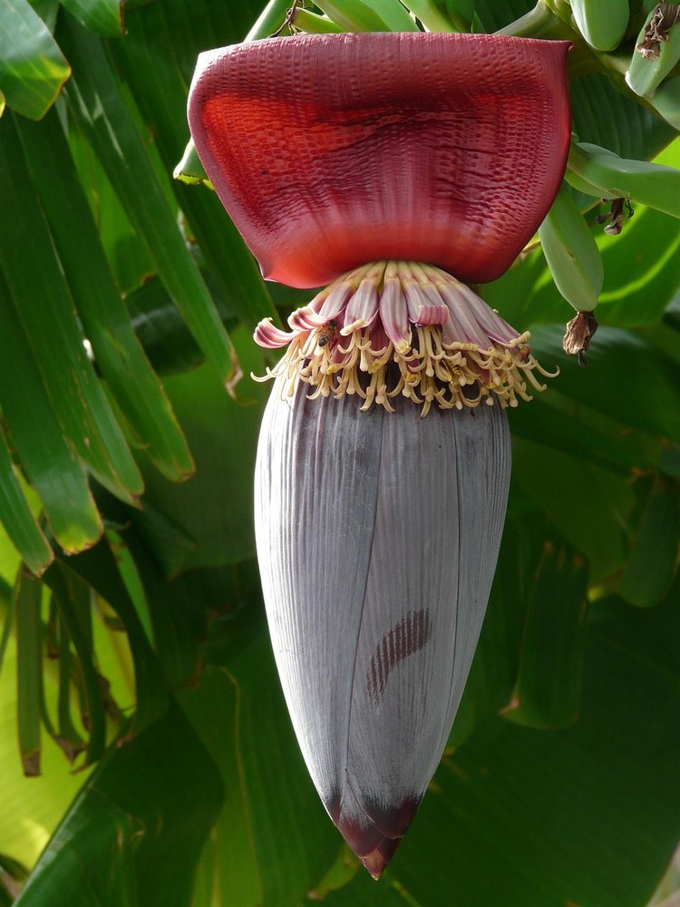 Musa Dwarf Cavendish törpe banánfa