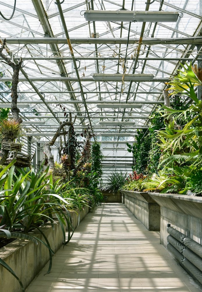 Philodendron gloriosum bársonyos levelekkel